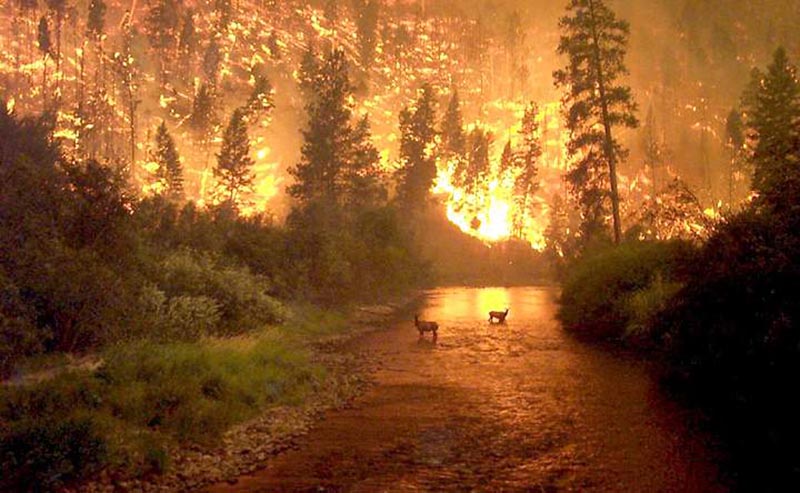 fire-WEB.jpg