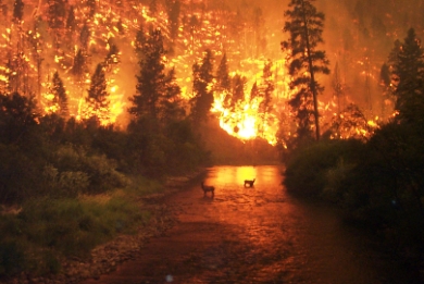 FOREST-FIRE-02.jpg